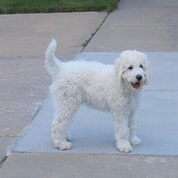 CAPTAIN - White male Poodle puppy in Aurora, Colorado from Simply Amazing Doodles