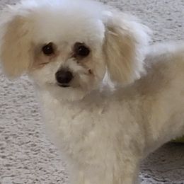 Poodles from Tiny Toy Poodles