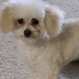 Poodles from Tiny Toy Poodles