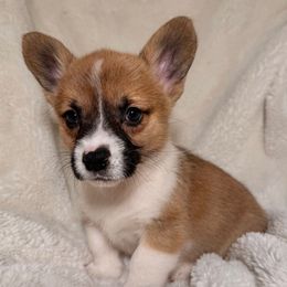 Melvin - Red male Pembroke Welsh Corgi puppy in Northwood, Iowa from Sorrel Sands Corgis