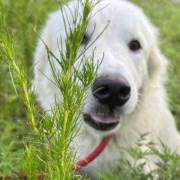 Great Pyrenees from Burton Mini Farm LLC