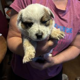 Male 05 - Red speckled male Australian Cattle Dog puppy in Sheridan, Oregon from 6pk Cattledogs