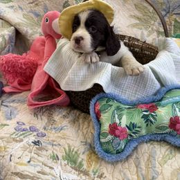 Robert - Liver and white male English Springer Spaniel puppy in Cookeville, Tennessee from AVE Springer Spaniels
