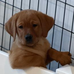 Black collar - Yellow female Labrador Retriever puppy in Clinton, Tennessee from Summer Rose