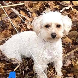 Piper - Poodle