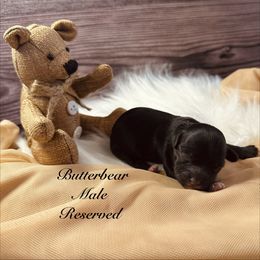 Butterbear - Black male Shihpoo puppy in Ohio from Moore Doodles