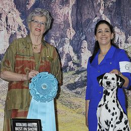 Dalmatians from Zoroastrian Dalmatians