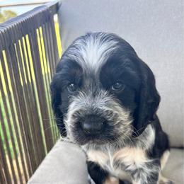 Green - Tri-Roan male English Springer Spaniel puppy in Lincoln, Texas from LeeCo. Springers