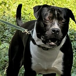 Mace - American Staffordshire Terrier puppy in Spring Grove, Virginia from Lizera Bulldogs and AmStaffs