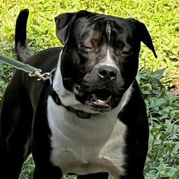 Mace - American Staffordshire Terrier puppy in Spring Grove, Virginia from Lizera Bulldogs and AmStaffs