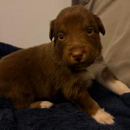 Dove - Red tri-color female Australian Shepherd puppy in East Hartford, Connecticut from CT Aussies