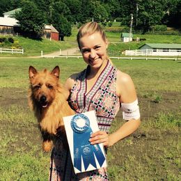 Australian Terrier All Grown Up from Redsky Australian Terriers
