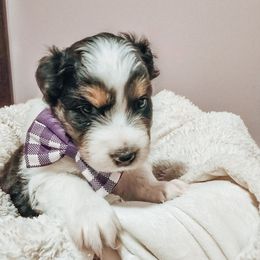 Australian Shepherd Puppies from Lake Daze