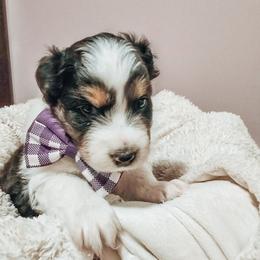 Australian Shepherd Puppies from Lake Daze