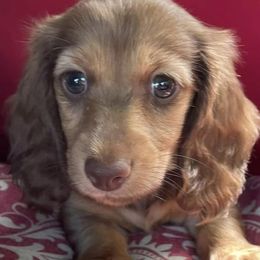 Dachshunds from Rice’s Dachshund farm
