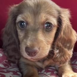 Dachshunds from Rice’s Dachshund farm
