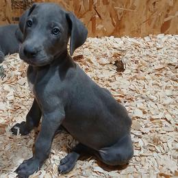Alana - Blue female Great Dane puppy in Marshall, Michigan from Dream K9