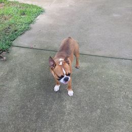 Oakley - Boston Terrier