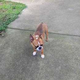 Oakley - Boston Terrier