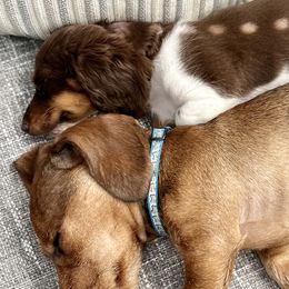Dachshunds from Central Bark Doxies