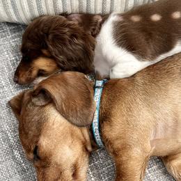 Dachshunds from Central Bark Doxies