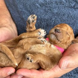 Female Pink Collar(Princess) - Red  female Goldendoodle puppy in Cape Coral, Florida from GoldenDoodles Cape Coral