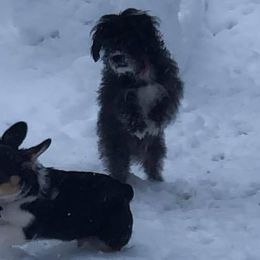 American Corgi and Pembroke Welsh Corgi Puppies from Lonesome Boone Corgis