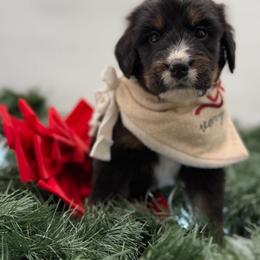 Yosemite - Tri-color male Bernedoodle puppy in Ocala, Florida from Bernedoodles of Florida