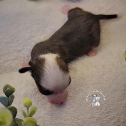 Chinese Crested Puppies from Crestie Charm Cottage