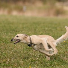 Windsprites from Wylde Pups