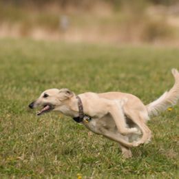 Windsprites from Wylde Pups