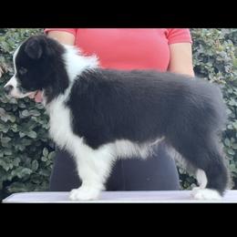 Coal - Black male Border Collie puppy in Dunn, North Carolina from Coylety Border Collies