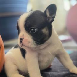 Black and white female pied - Black and white female French Bulldog puppy in Tuscaloosa, Alabama from J & J classic frenchies