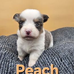 Peach - Gray and white female American Corgi puppy in Bland, Missouri from Shadey Lane Corgis