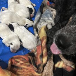 Girl 3 - Blue female Australian Cattle Dog puppy in Norton, Ohio from Australian Cattle Dog Company