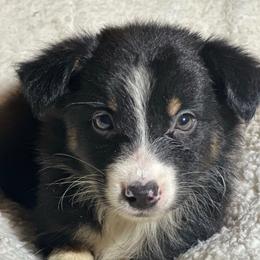 Esmeralda - Black tri-color female Australian Shepherd puppy in Albertville, Alabama from Salt Creek Aussies