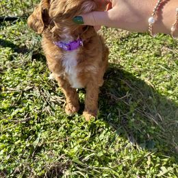 Goldendoodle Puppies from Duck River Goldendoodles