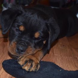 Rottweiler Puppies from Von Gottlich Rott
