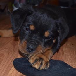 Rottweiler Puppies from Von Gottlich Rott