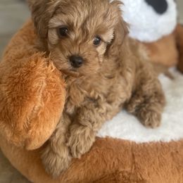 Cavapoo Puppies from Cinda's Cavapoos