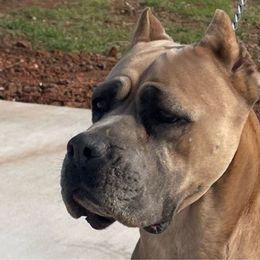 A-Sinaia - Cane Corso