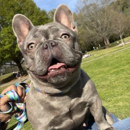 TBD - French Bulldog