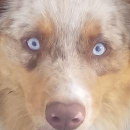 Australian Shepherds from Bama Mountain