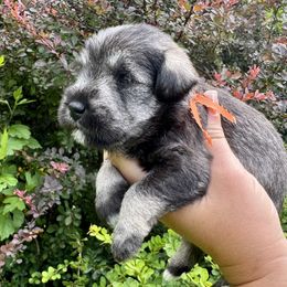 Hans (orange ribbon) - Salt and pepper male Miniature Schnauzer puppy in Floyd, Virginia from Little River Puppies