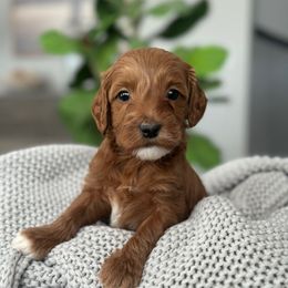 Pumpkin - Red  female Goldendoodle puppy in Slc, Utah from Timp Doodles