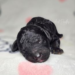 Neteyam - Black phantom male Aussiedoodle puppy in Cleveland, Georgia from Jam's Doodles And Poodles