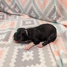 Pegasus - Tri-color female Border Collie puppy in Grapeview, Washington from Athena’s Collies