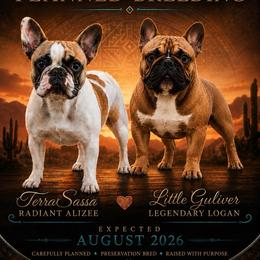 French Bulldog puppies from Terra Sassa
