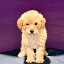 Bo Peep - Cream female Maltipoo puppy in Bells, Texas from Partridge Doodles and Poodles