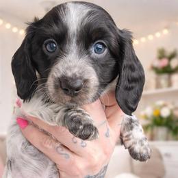 Tri pie LH - Piebald female Dachshund puppy in Madison, Wisconsin from SK Miniature   Dachshunds